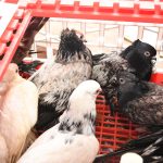 Navy thwart attempt to smuggle birds in Mannar