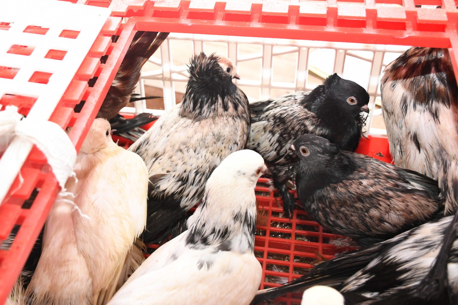 Navy thwart attempt to smuggle birds in Mannar