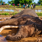 Sri Lanka’s Tallest Living Tusker Kavantissa Dies While Receiving Treatment