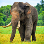 Special Military Team Deployed to Find Missing Tusker Agbo