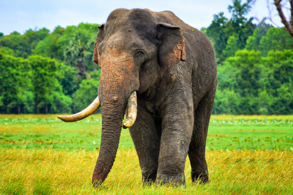 Special Military Team Deployed to Find Missing Tusker Agbo