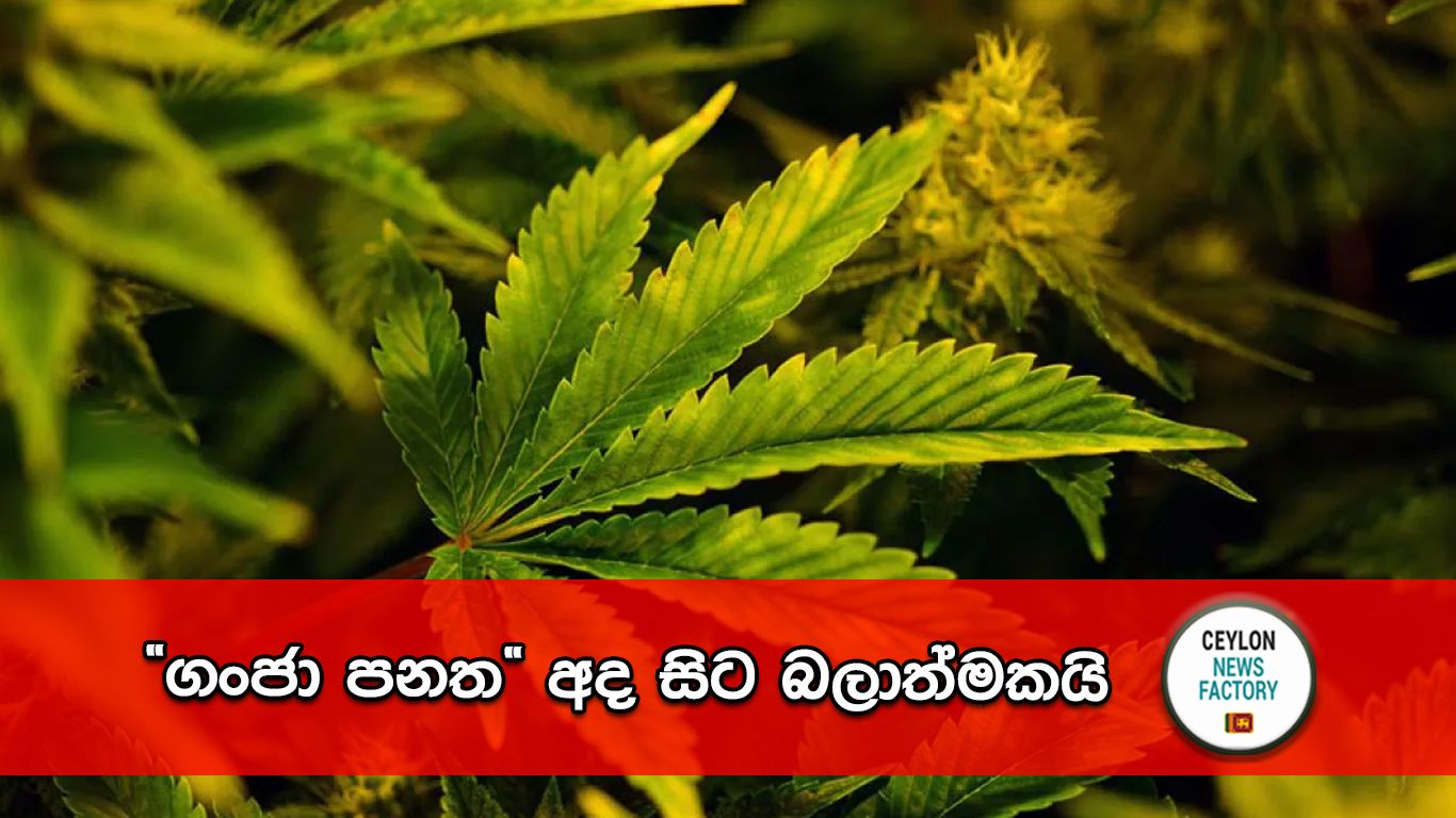 Cannabis