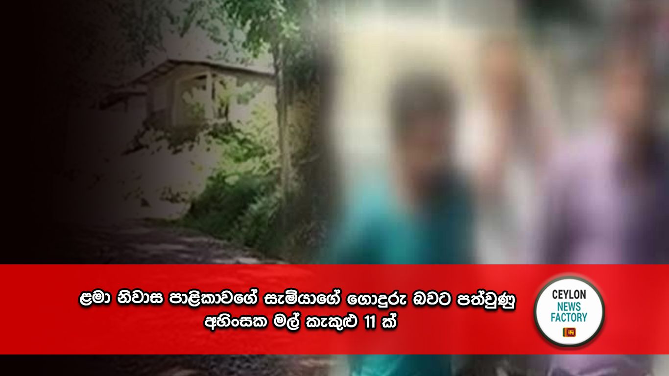 අහිංසක මල් කැකුළු
