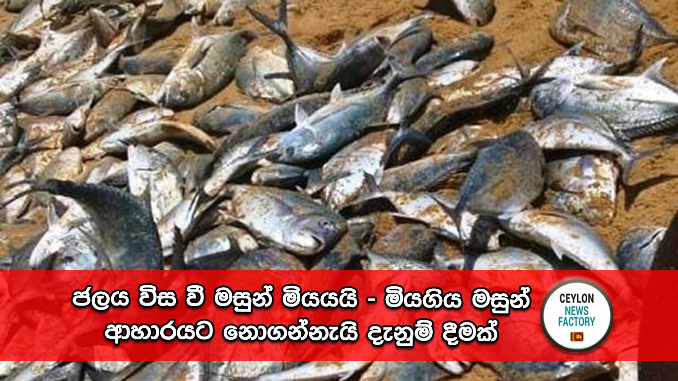 මසුන්
