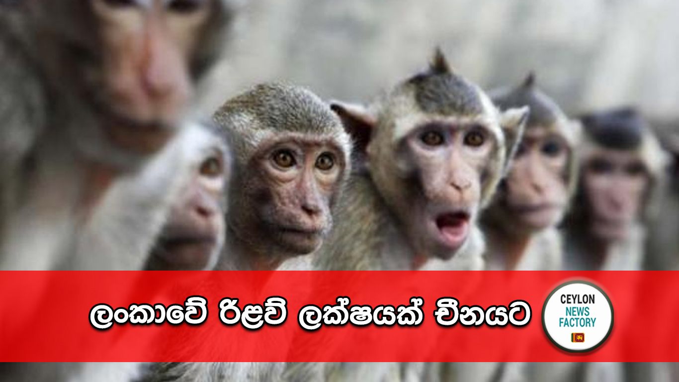 රිළව්