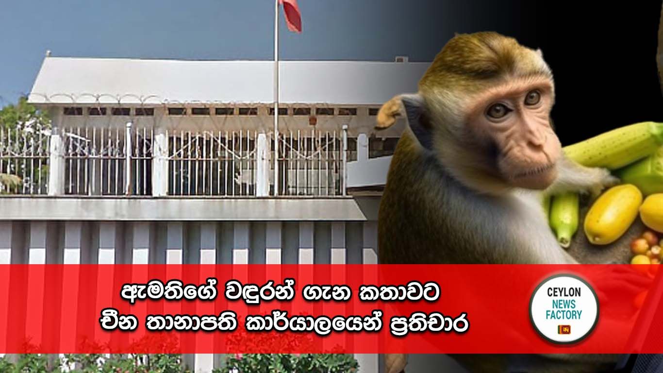 වඳුරන්