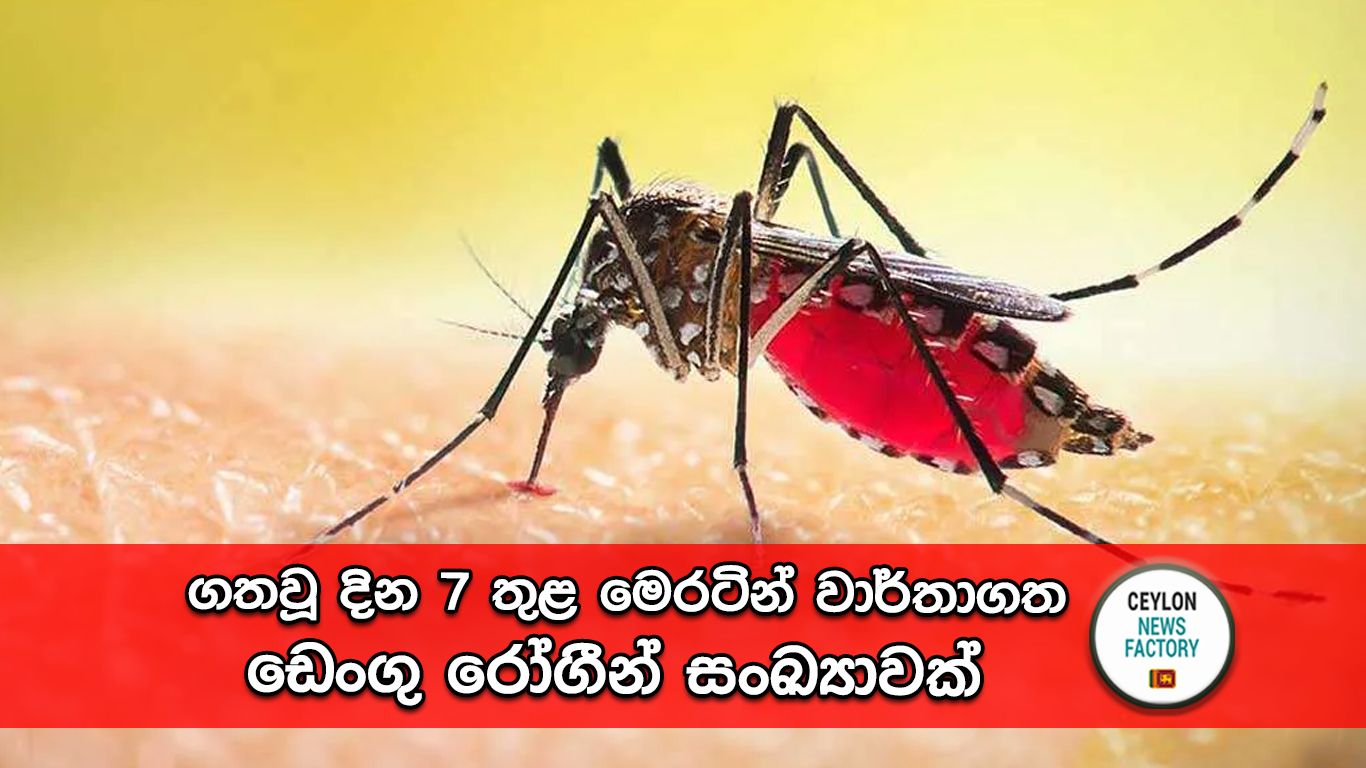 ඩෙංගු