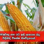 බඩඉරිඟු සහ රට ඉඳි ආනයන බදු