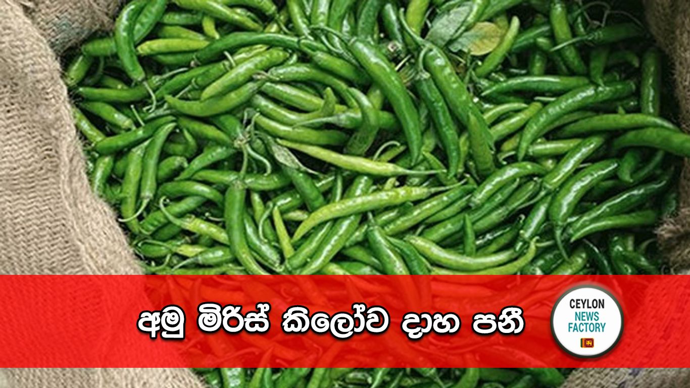 අමු මිරිස්