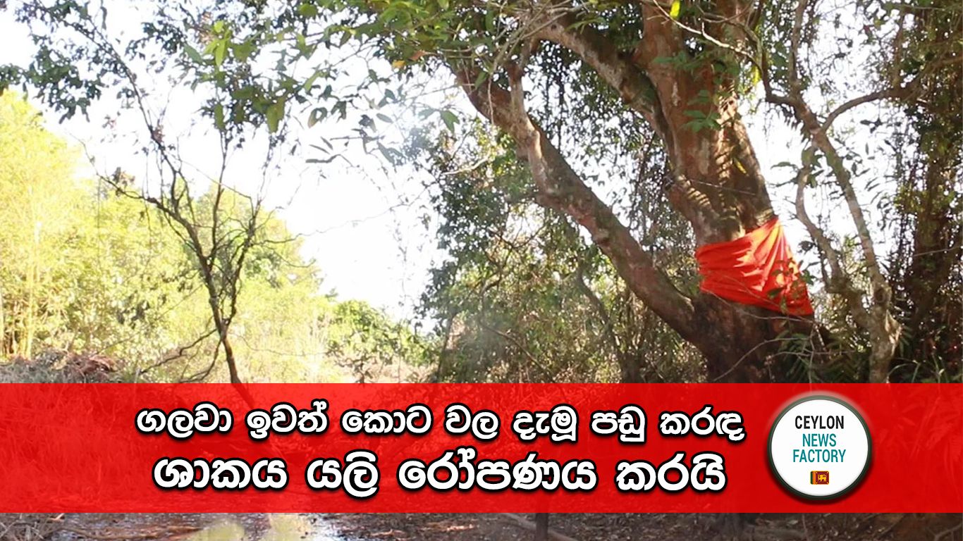 පඩු කරඳ