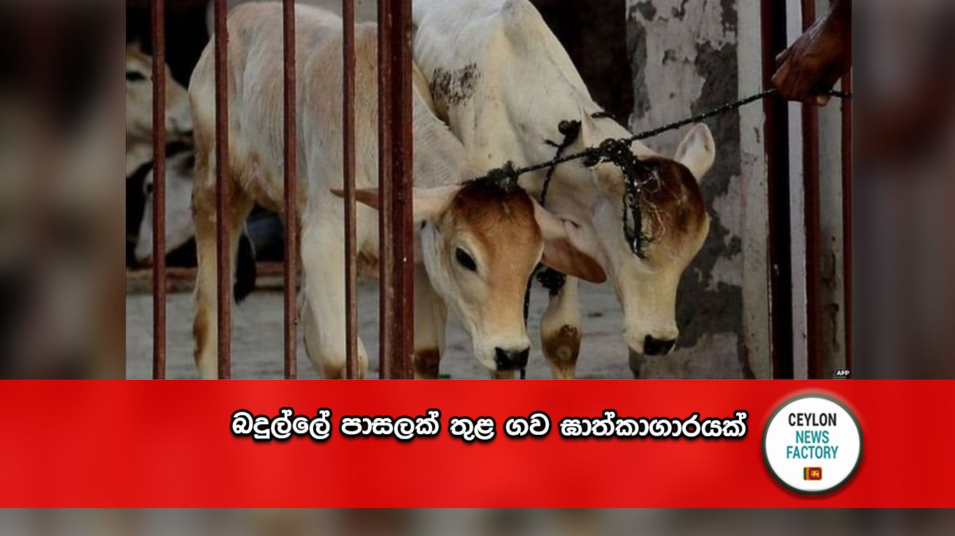 ගව ඝාතකාගාරය