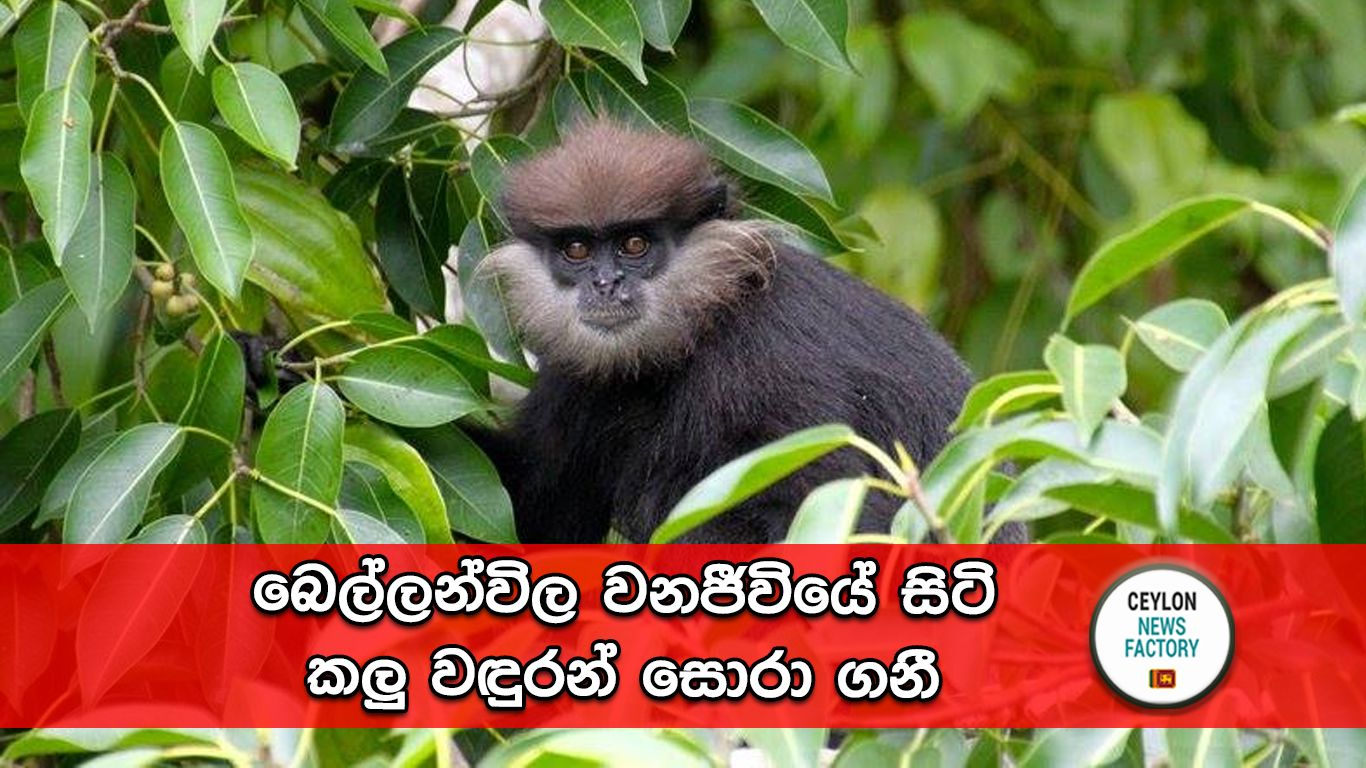 කලු වඳුරන්