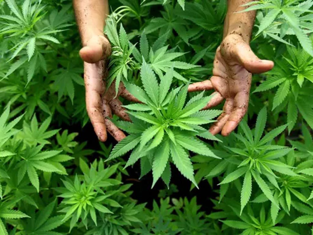 Hemp