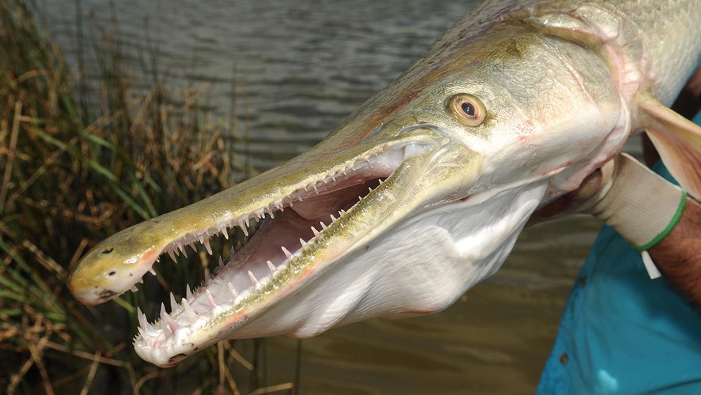 Alligator-Gar