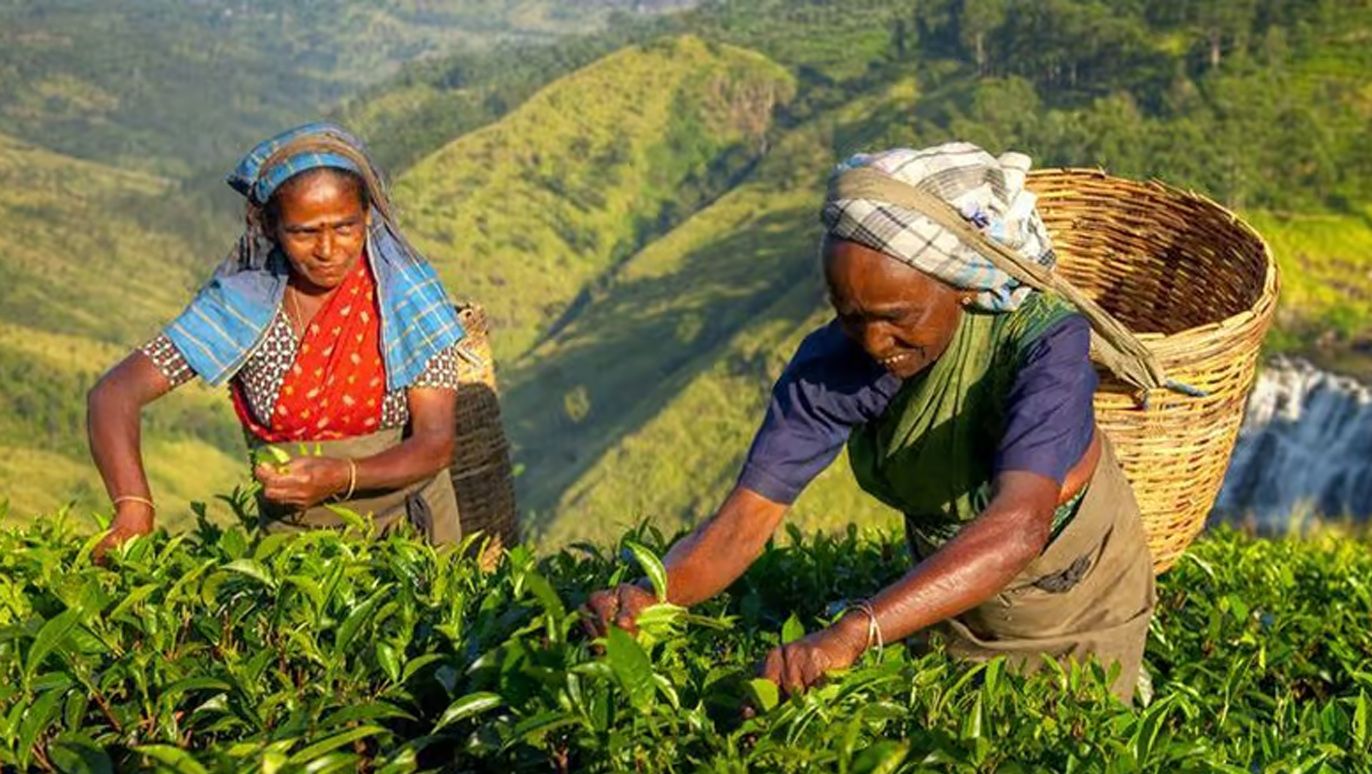 වතු-කම්කරු