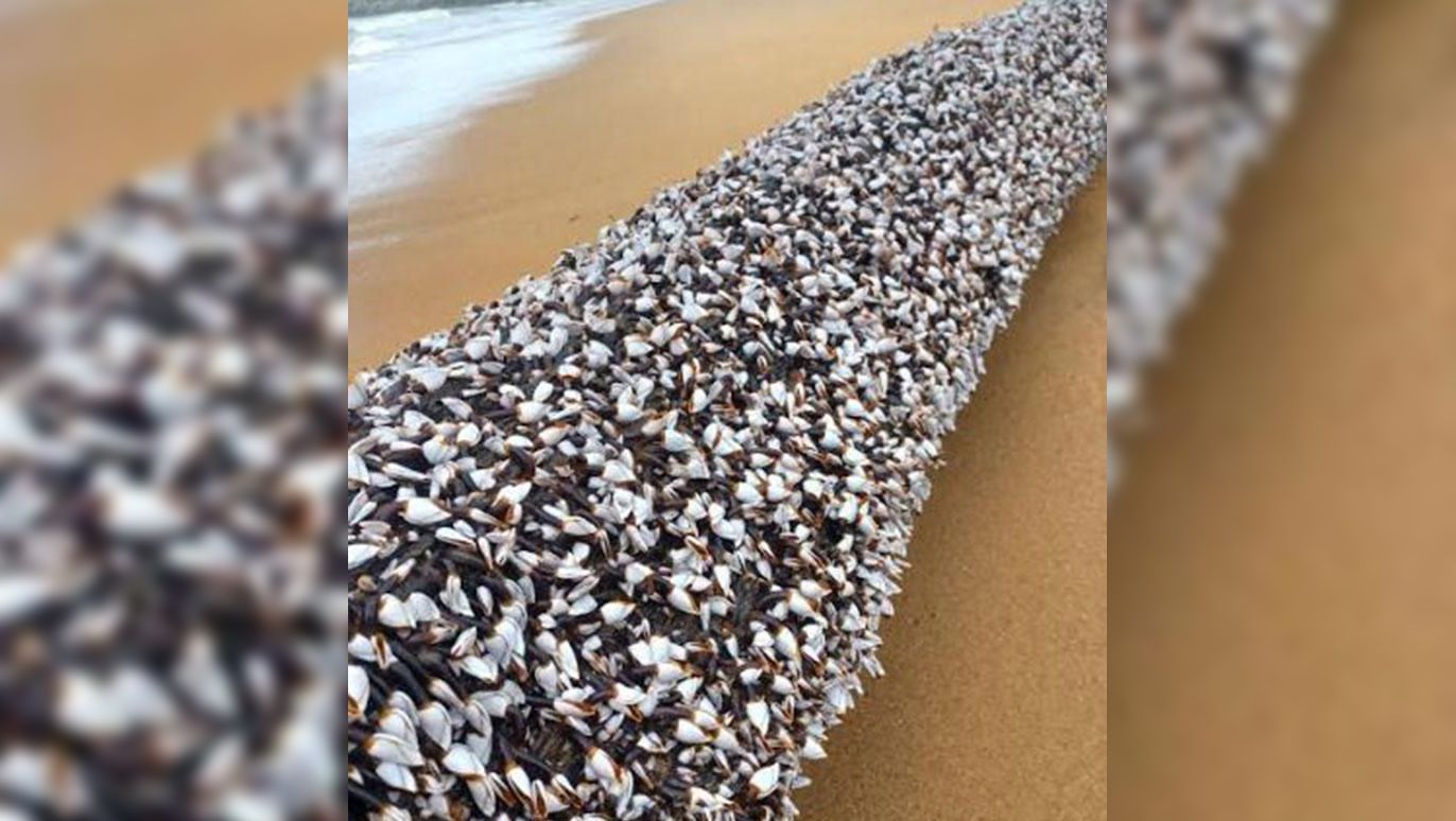 Barnacle