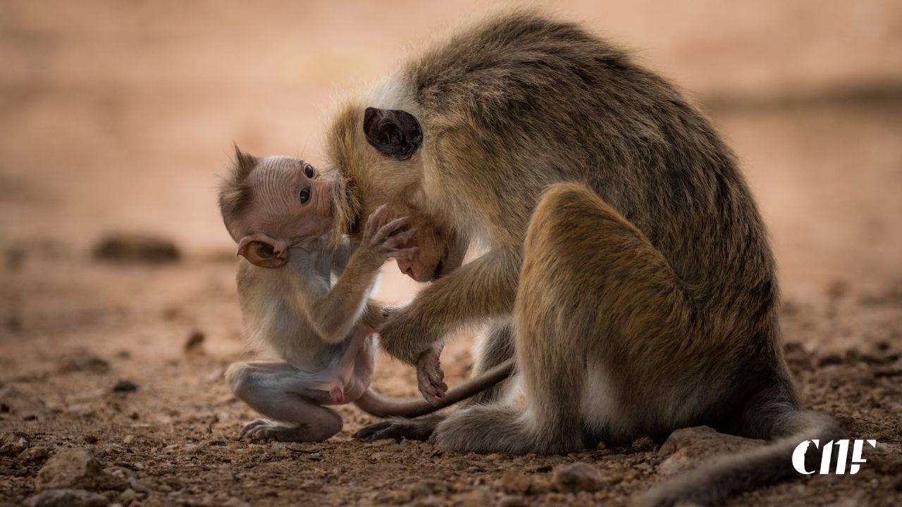 රිලව් වඳ කිරීම