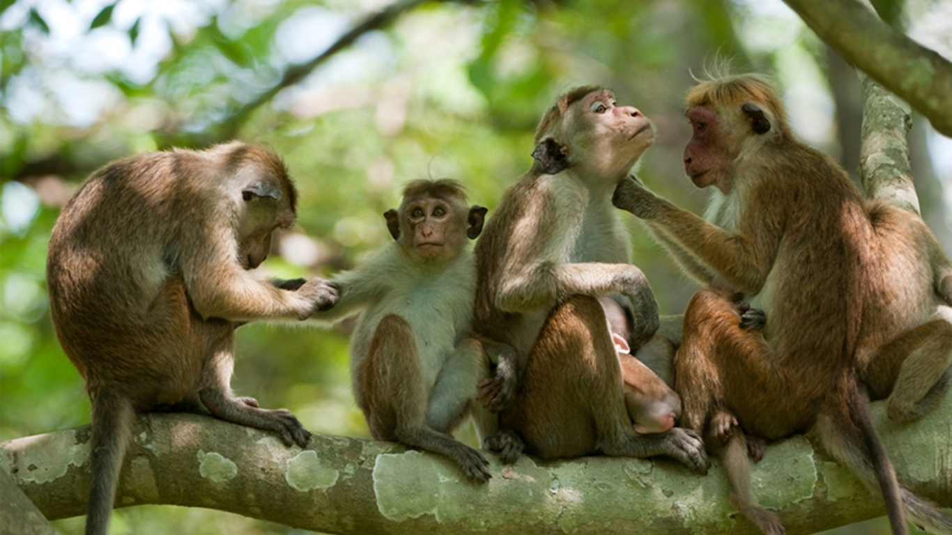 Monkey