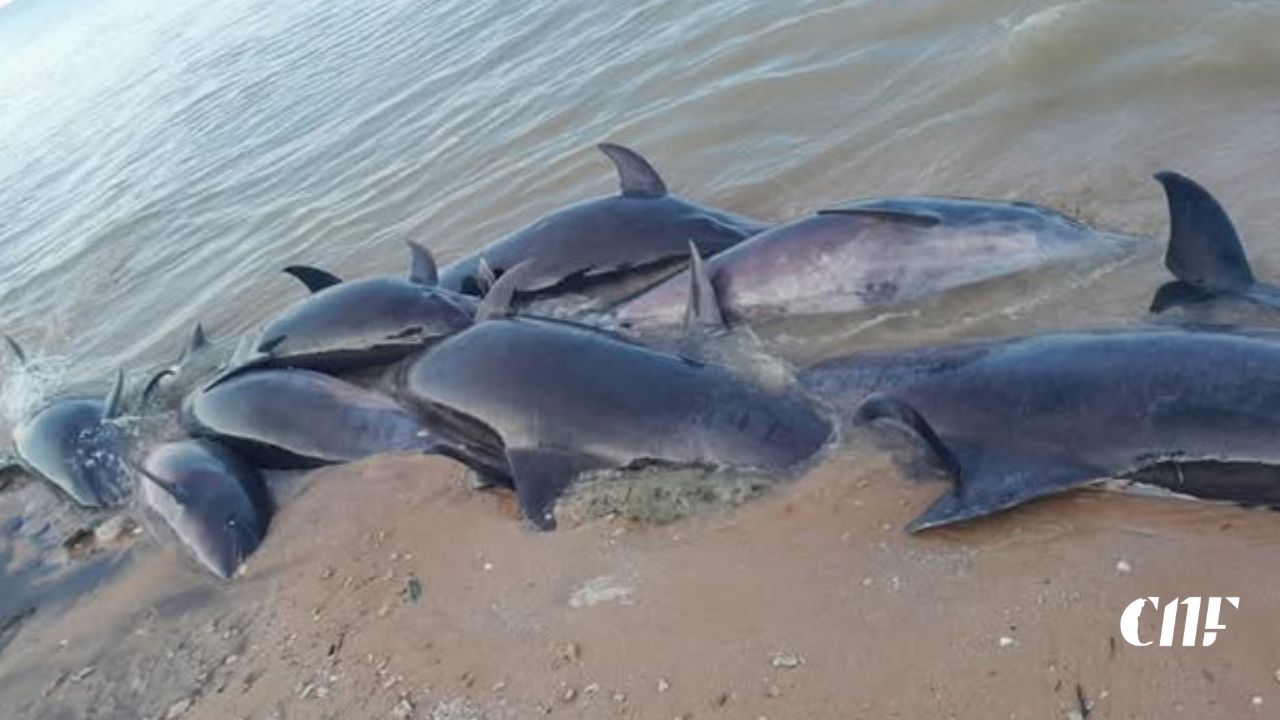 dead dolphin in Vilpattuva